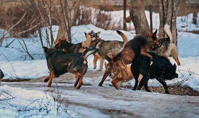 В части российского региона ввели режим ЧС из-за нападений собак