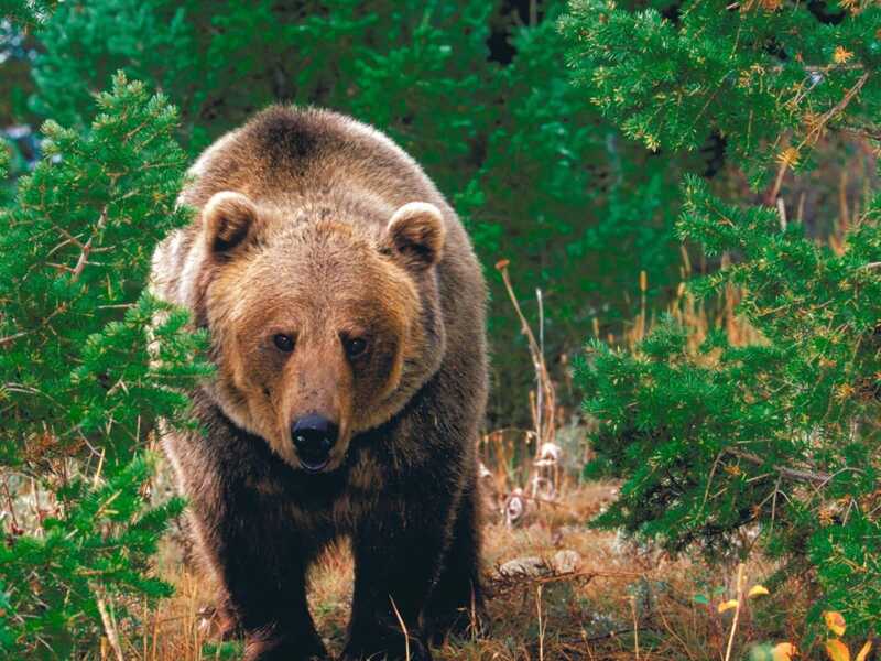 На Камчатке медведь попробовал присоединиться к завтраку на туристической базе
