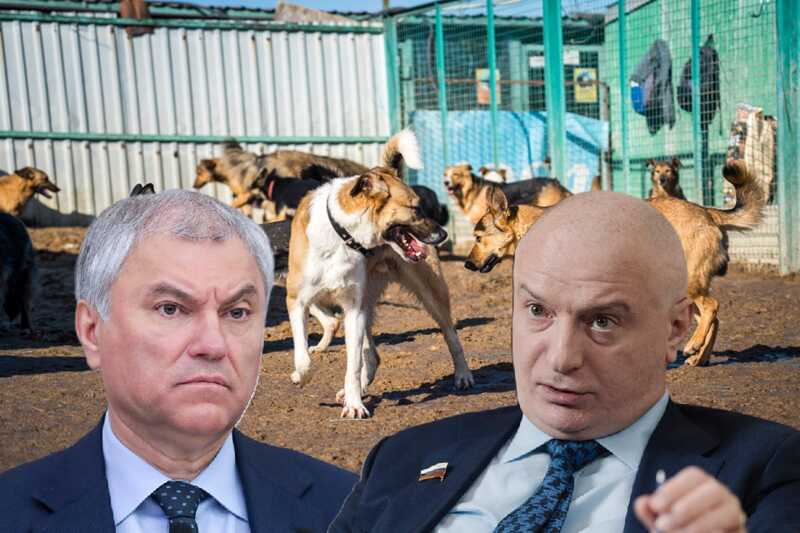 Конфликт между политиками Володином и Клишасом: столкновение из-за проблемы бездомных животных